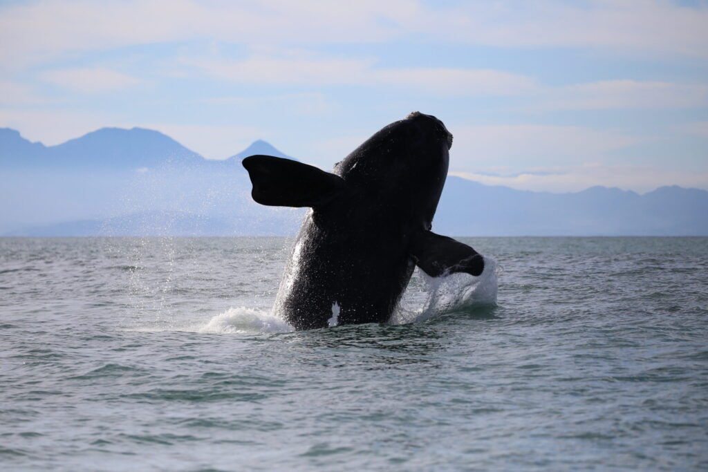 Southern Africa news today: Whale strikes rise as ships reroute past Cape