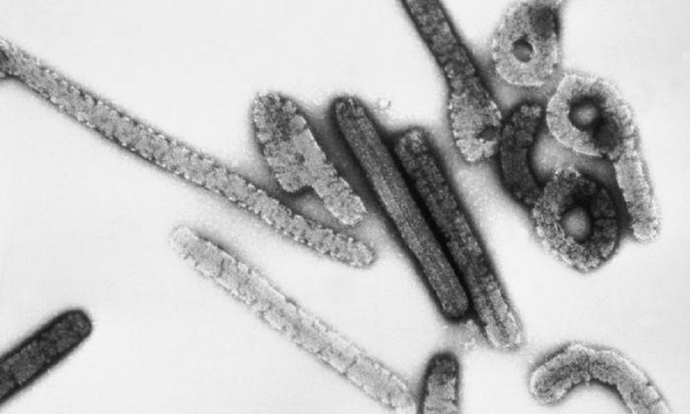 Uganda Declares Marburg Virus Outbreak Amid Concurrent Ebola Response: WHO and Global Health Authorities Mobilize