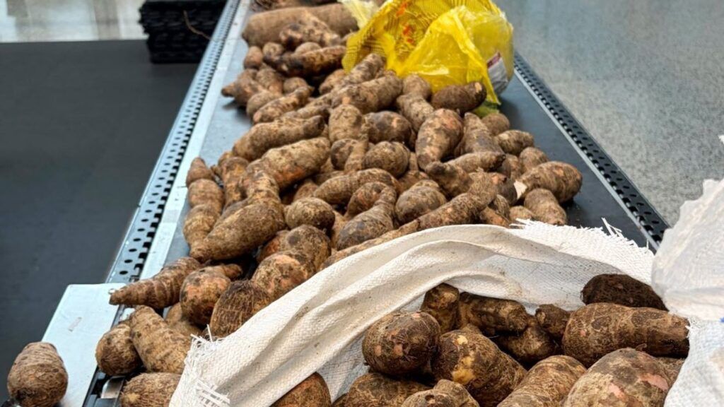 U.S. Customs Seizes 114 Pounds of Infested Yams from Ghanaian Traveler in Seattle: A Closer Look at Agricultural Quarantine Measures
